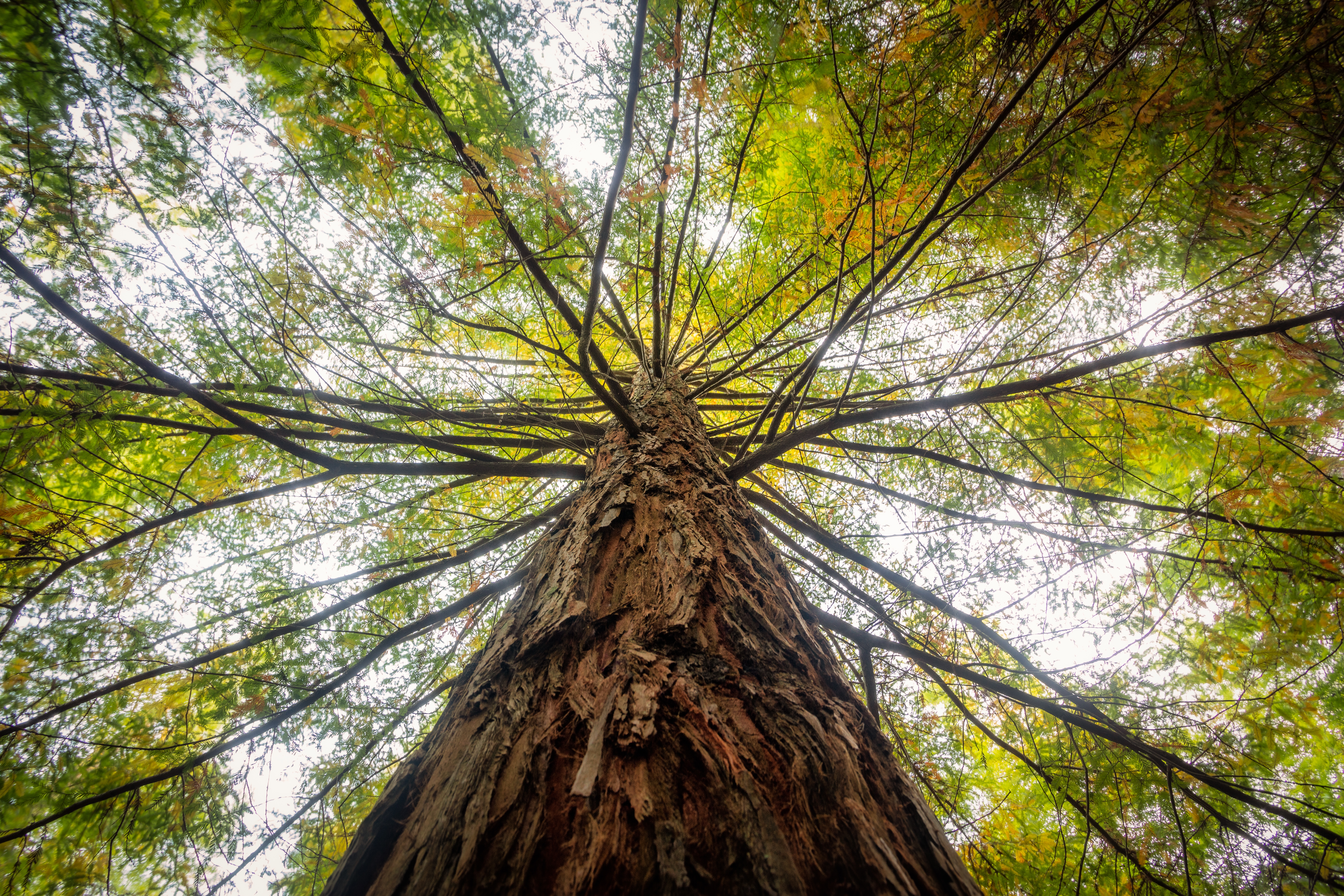 low-angle-view-tree-covered-green-leaves-sunlight-daytime